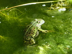 FZ008209 Submerged Marsh frog (Pelophylax ridibundus).jpg